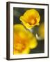 California Poppy I-Jonathan Nourock-Framed Photographic Print