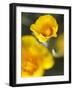 California Poppy I-Jonathan Nourock-Framed Photographic Print