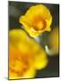 California Poppy I-Jonathan Nourock-Mounted Photographic Print