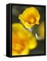 California Poppy I-Jonathan Nourock-Framed Stretched Canvas