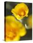 California Poppy I-Jonathan Nourock-Stretched Canvas