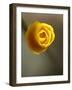 California Poppy II-Jonathan Nourock-Framed Photographic Print