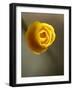 California Poppy II-Jonathan Nourock-Framed Photographic Print