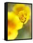 California Poppy III-Jonathan Nourock-Framed Stretched Canvas