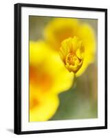 California Poppy III-Jonathan Nourock-Framed Photographic Print