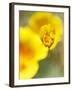 California Poppy III-Jonathan Nourock-Framed Photographic Print