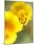 California Poppy III-Jonathan Nourock-Mounted Photographic Print