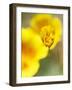 California Poppy III-Jonathan Nourock-Framed Photographic Print