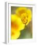 California Poppy III-Jonathan Nourock-Framed Photographic Print