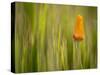 California Poppy in Grass, Paso Robles, California, Usa-Rob Sheppard-Stretched Canvas