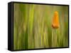 California Poppy in Grass, Paso Robles, California, Usa-Rob Sheppard-Framed Stretched Canvas