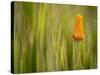 California Poppy in Grass, Paso Robles, California, Usa-Rob Sheppard-Stretched Canvas