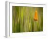 California Poppy in Grass, Paso Robles, California, Usa-Rob Sheppard-Framed Photographic Print