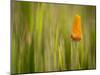 California Poppy in Grass, Paso Robles, California, Usa-Rob Sheppard-Mounted Photographic Print