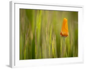 California Poppy in Grass, Paso Robles, California, Usa-Rob Sheppard-Framed Photographic Print