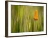 California Poppy in Grass, Paso Robles, California, Usa-Rob Sheppard-Framed Photographic Print