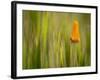 California Poppy in Grass, Paso Robles, California, Usa-Rob Sheppard-Framed Photographic Print