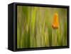 California Poppy in Grass, Paso Robles, California, Usa-Rob Sheppard-Framed Stretched Canvas