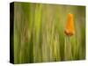 California Poppy in Grass, Paso Robles, California, Usa-Rob Sheppard-Stretched Canvas