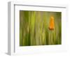 California Poppy in Grass, Paso Robles, California, Usa-Rob Sheppard-Framed Photographic Print