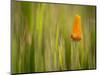 California Poppy in Grass, Paso Robles, California, Usa-Rob Sheppard-Mounted Photographic Print