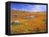 California Poppy Reserve, Lancaster, California, USA-John Alves-Framed Stretched Canvas