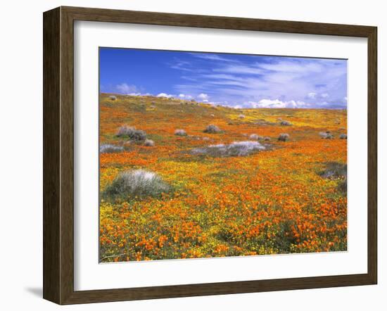 California Poppy Reserve, Lancaster, California, USA-John Alves-Framed Premium Photographic Print