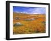 California Poppy Reserve, Lancaster, California, USA-John Alves-Framed Premium Photographic Print