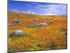 California Poppy Reserve, Lancaster, California, USA-John Alves-Mounted Premium Photographic Print
