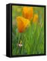 California Poppy Reserve, Lancaster, California, USA-John Alves-Framed Stretched Canvas