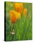 California Poppy Reserve, Lancaster, California, USA-John Alves-Stretched Canvas