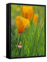 California Poppy Reserve, Lancaster, California, USA-John Alves-Framed Stretched Canvas