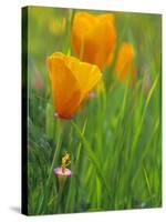 California Poppy Reserve, Lancaster, California, USA-John Alves-Stretched Canvas