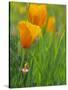 California Poppy Reserve, Lancaster, California, USA-John Alves-Stretched Canvas