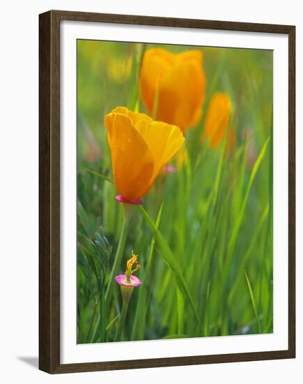 California Poppy Reserve, Lancaster, California, USA-John Alves-Framed Premium Photographic Print