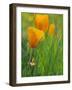 California Poppy Reserve, Lancaster, California, USA-John Alves-Framed Photographic Print