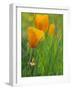 California Poppy Reserve, Lancaster, California, USA-John Alves-Framed Photographic Print