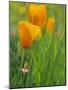 California Poppy Reserve, Lancaster, California, USA-John Alves-Mounted Photographic Print