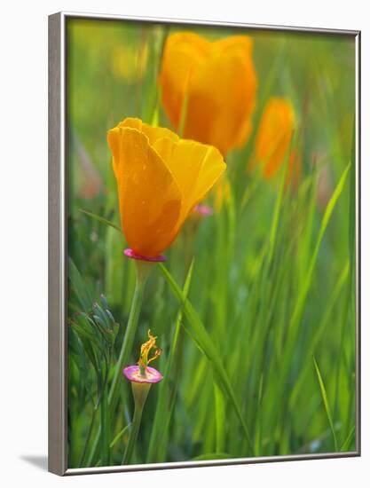 California Poppy Reserve, Lancaster, California, USA-John Alves-Framed Photographic Print