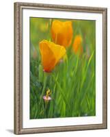 California Poppy Reserve, Lancaster, California, USA-John Alves-Framed Photographic Print