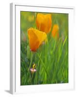 California Poppy Reserve, Lancaster, California, USA-John Alves-Framed Photographic Print