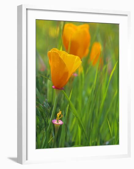 California Poppy Reserve, Lancaster, California, USA-John Alves-Framed Photographic Print