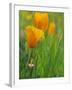 California Poppy Reserve, Lancaster, California, USA-John Alves-Framed Photographic Print