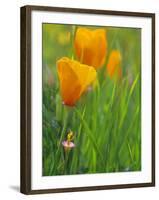 California Poppy Reserve, Lancaster, California, USA-John Alves-Framed Photographic Print