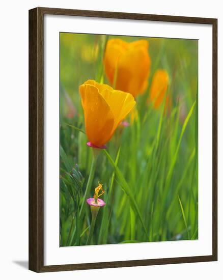 California Poppy Reserve, Lancaster, California, USA-John Alves-Framed Photographic Print