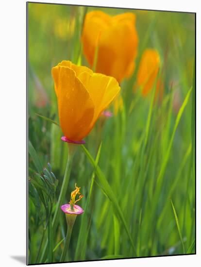 California Poppy Reserve, Lancaster, California, USA-John Alves-Mounted Photographic Print