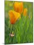 California Poppy Reserve, Lancaster, California, USA-John Alves-Mounted Photographic Print