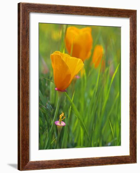 California Poppy Reserve, Lancaster, California, USA-John Alves-Framed Photographic Print