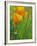 California Poppy Reserve, Lancaster, California, USA-John Alves-Framed Photographic Print