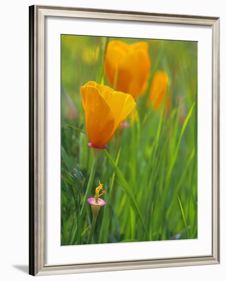 California Poppy Reserve, Lancaster, California, USA-John Alves-Framed Photographic Print